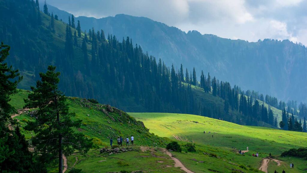 Paye Meadows